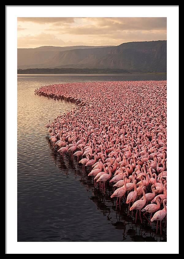 Lake Nakuru Flamingo Gathering