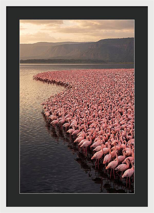 Lake Nakuru Flamingo Gathering