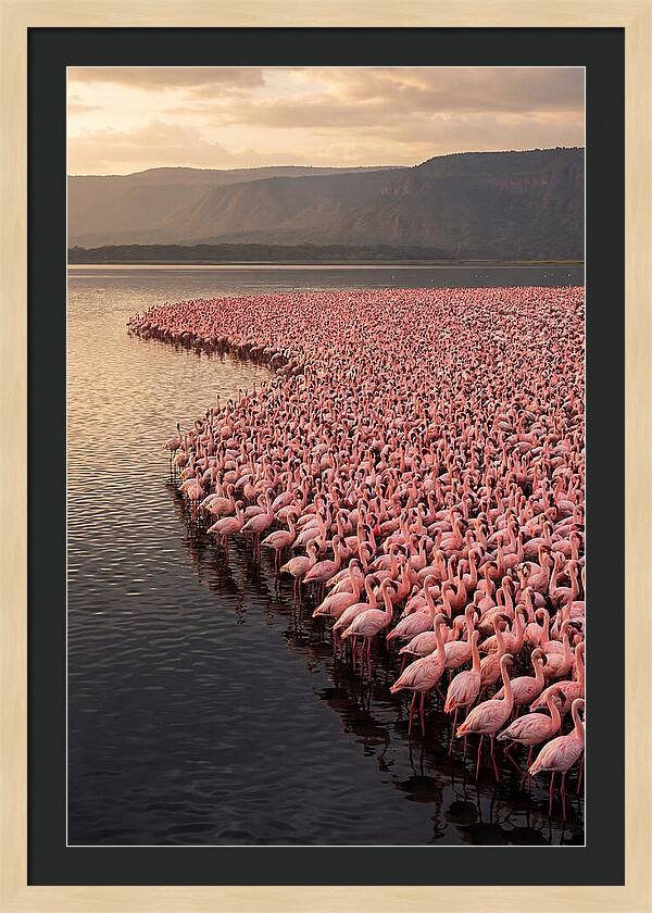 Lake Nakuru Flamingo Gathering