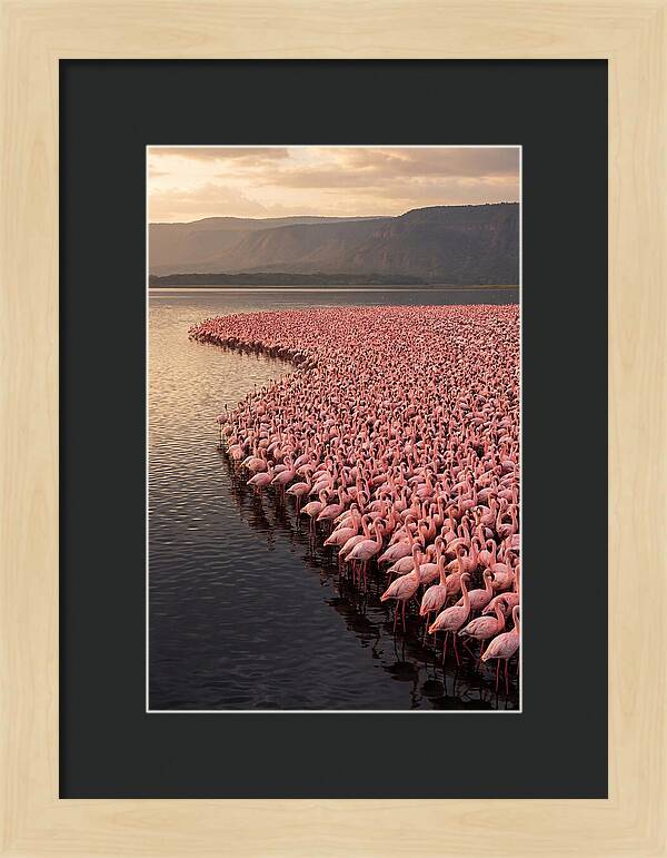Lake Nakuru Flamingo Gathering