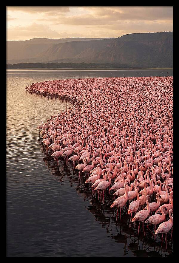 Lake Nakuru Flamingo Gathering