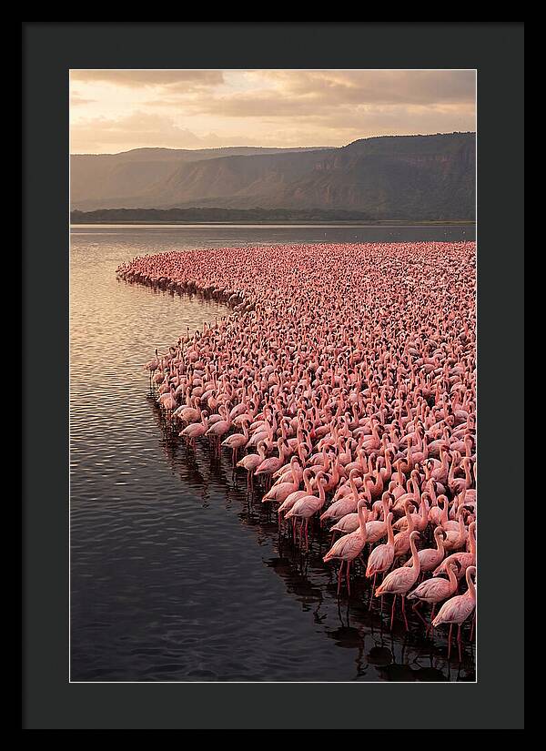 Lake Nakuru Flamingo Gathering