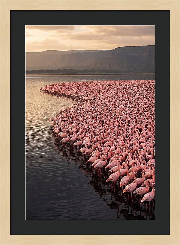 Lake Nakuru Flamingo Gathering