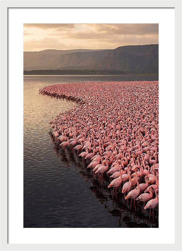 Lake Nakuru Flamingo Gathering