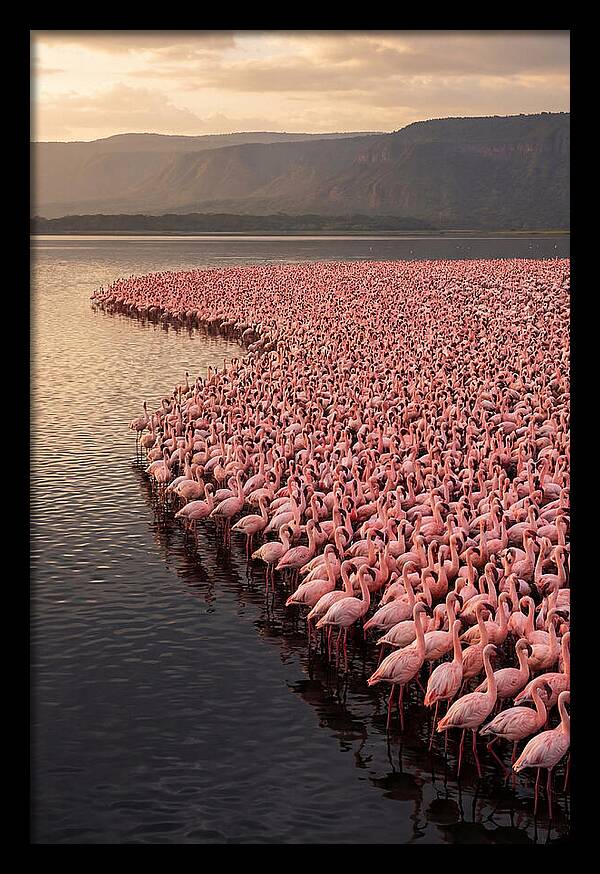 Lake Nakuru Flamingo Gathering