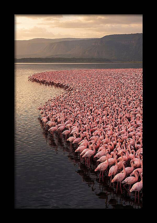Lake Nakuru Flamingo Gathering