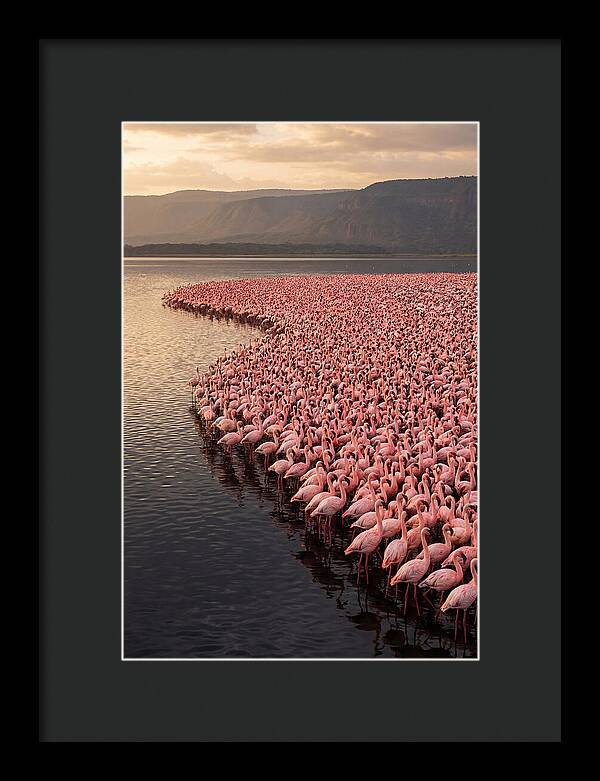 Lake Nakuru Flamingo Gathering