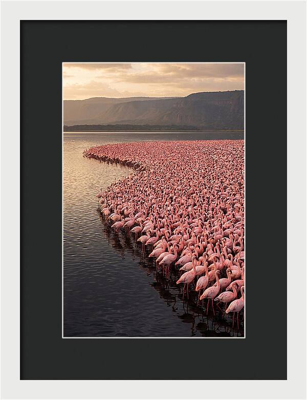Lake Nakuru Flamingo Gathering