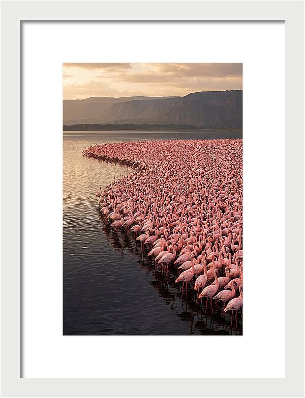 Lake Nakuru Flamingo Gathering