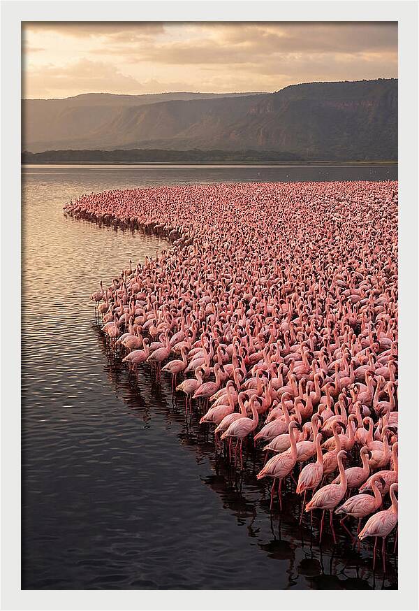 Lake Nakuru Flamingo Gathering