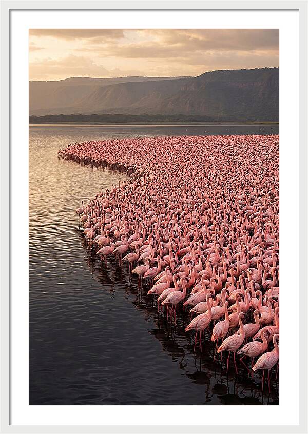 Lake Nakuru Flamingo Gathering