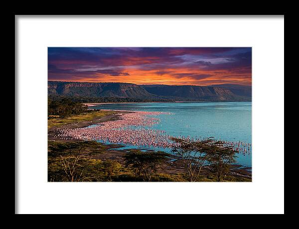 Lake Nakurus Vibrant Flamingos