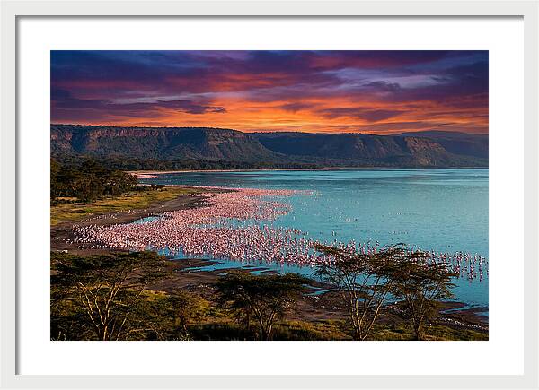 Lake Nakurus Vibrant Flamingos