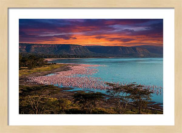 Lake Nakurus Vibrant Flamingos