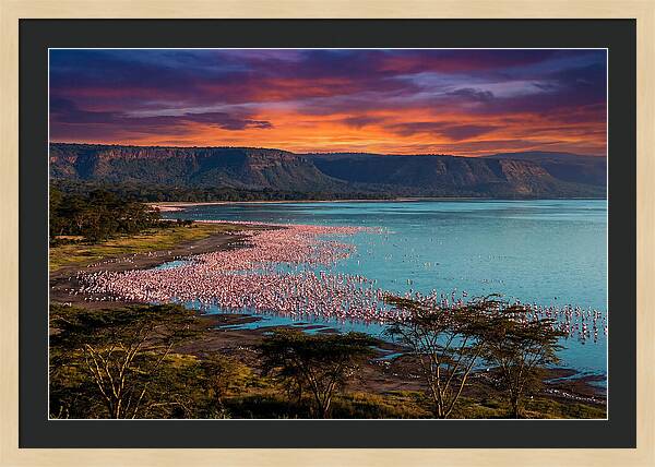 Lake Nakurus Vibrant Flamingos