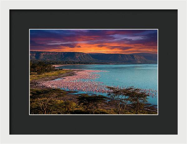 Lake Nakurus Vibrant Flamingos