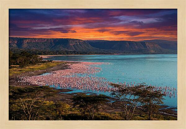 Lake Nakurus Vibrant Flamingos