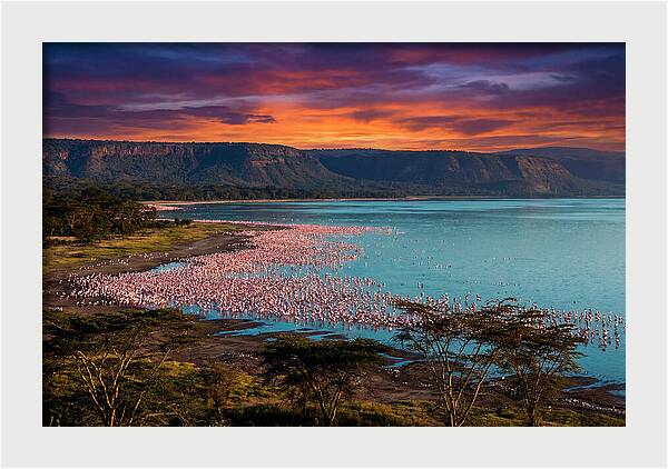 Lake Nakurus Vibrant Flamingos