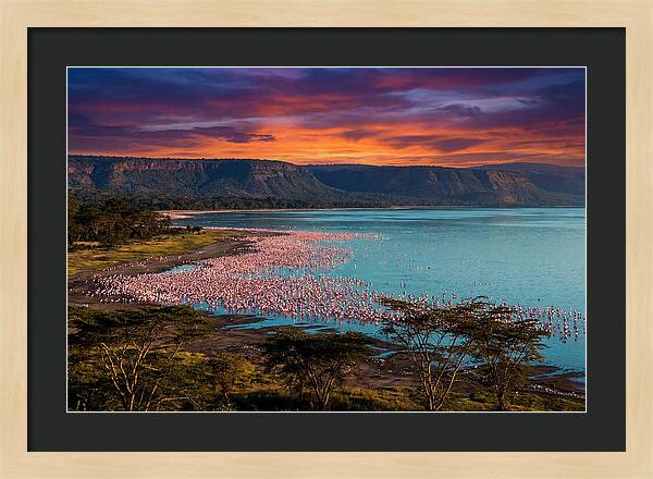 Lake Nakurus Vibrant Flamingos