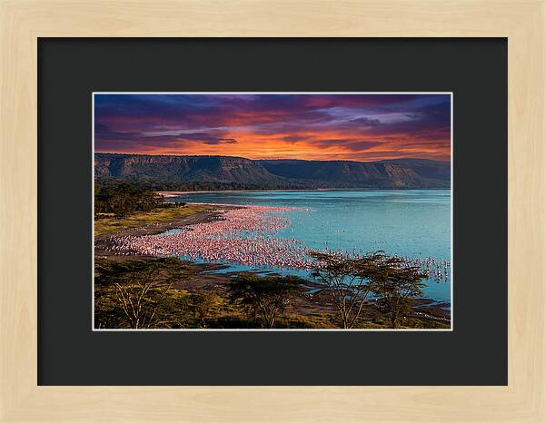 Lake Nakurus Vibrant Flamingos