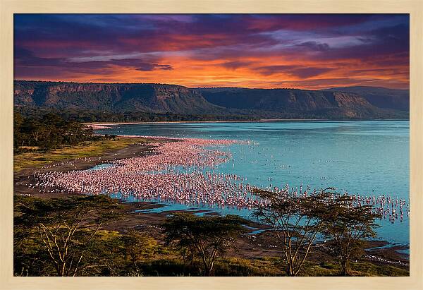 Lake Nakurus Vibrant Flamingos