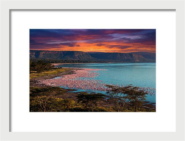 Lake Nakurus Vibrant Flamingos