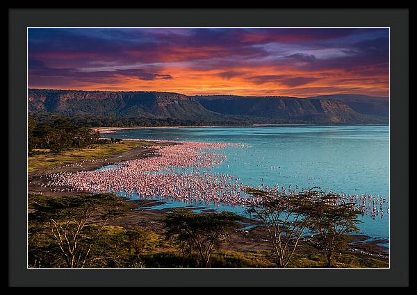 Lake Nakurus Vibrant Flamingos