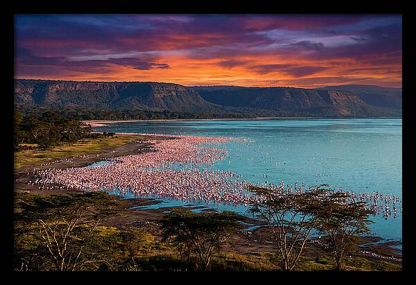 Lake Nakurus Vibrant Flamingos