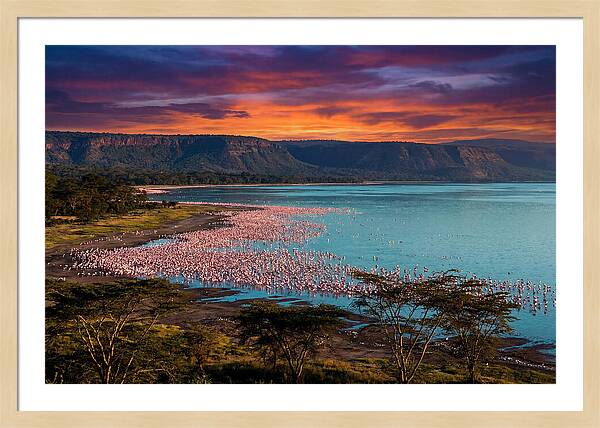 Lake Nakurus Vibrant Flamingos