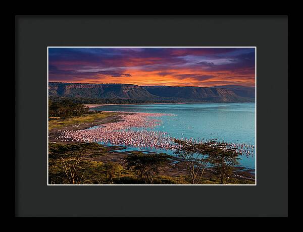 Lake Nakurus Vibrant Flamingos
