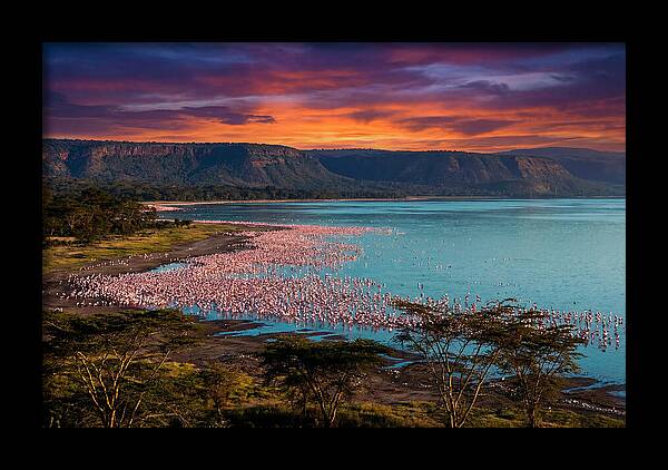 Lake Nakurus Vibrant Flamingos
