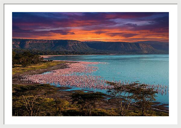 Lake Nakurus Vibrant Flamingos