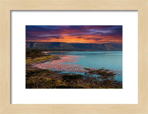 Lake Nakurus Vibrant Flamingos
