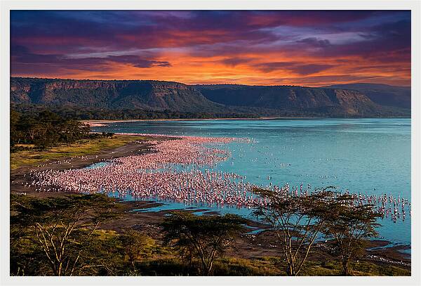 Lake Nakurus Vibrant Flamingos