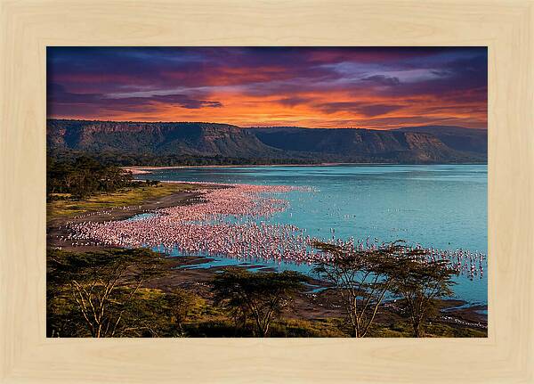 Lake Nakurus Vibrant Flamingos