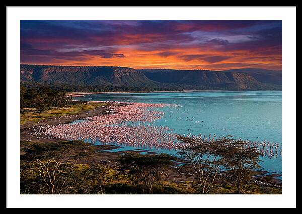 Lake Nakurus Vibrant Flamingos