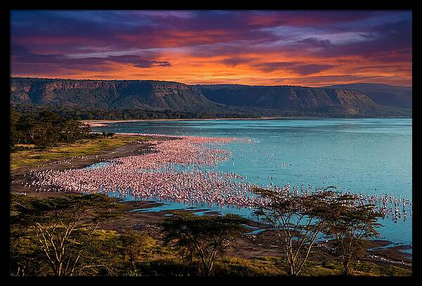 Lake Nakurus Vibrant Flamingos