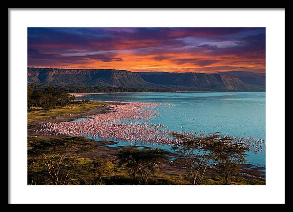 Lake Nakurus Vibrant Flamingos