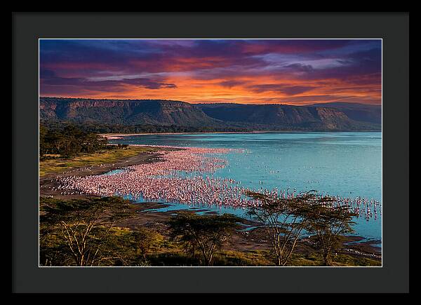 Lake Nakurus Vibrant Flamingos
