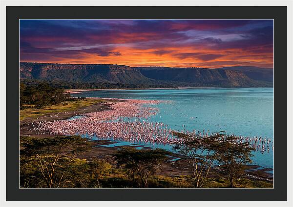 Lake Nakurus Vibrant Flamingos