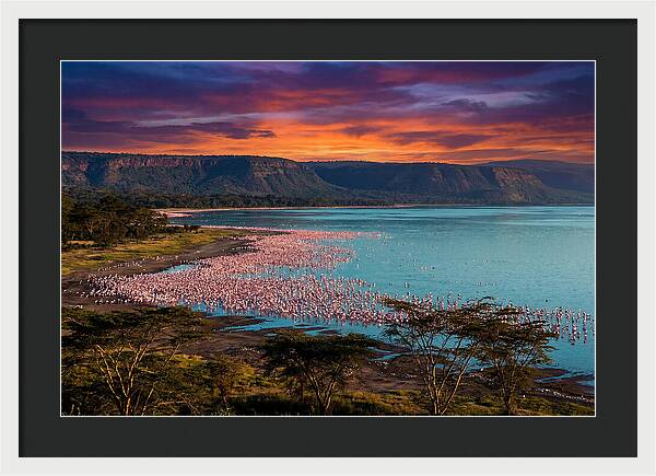 Lake Nakurus Vibrant Flamingos