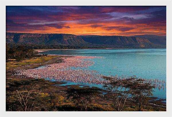 Lake Nakurus Vibrant Flamingos