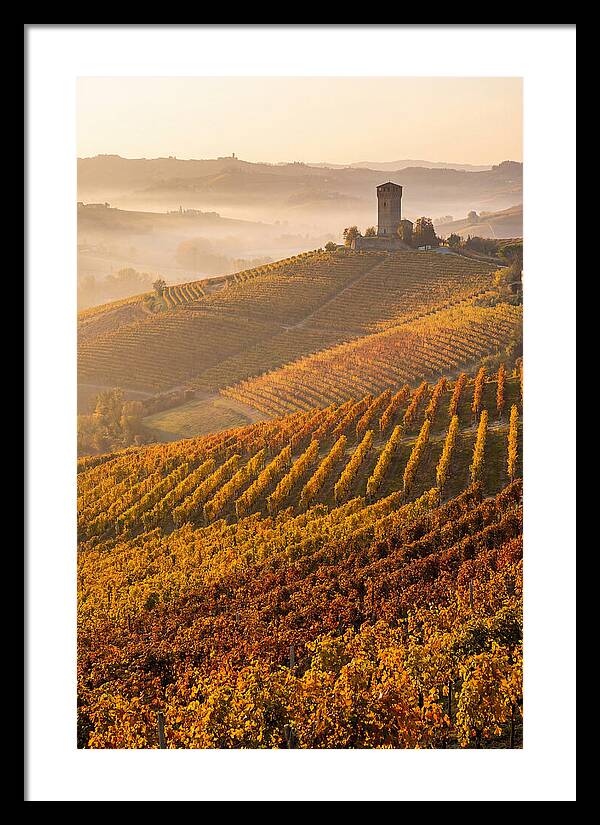 Langhe Vineyards At Golden Hour