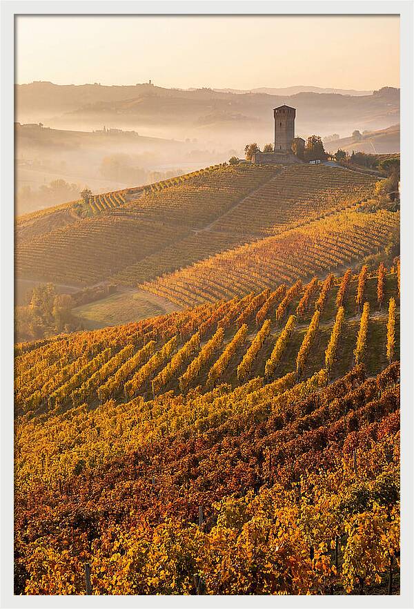 Langhe Vineyards At Golden Hour