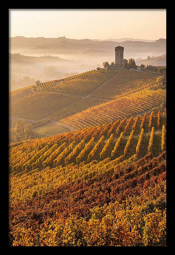 Langhe Vineyards At Golden Hour