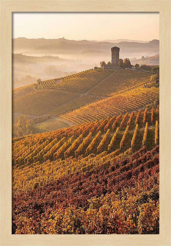 Langhe Vineyards At Golden Hour