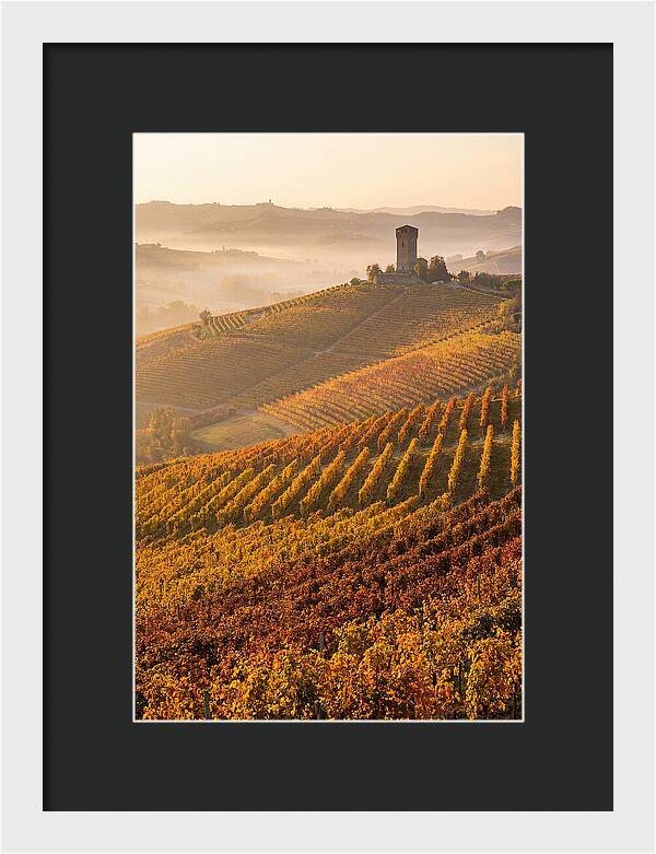 Langhe Vineyards At Golden Hour