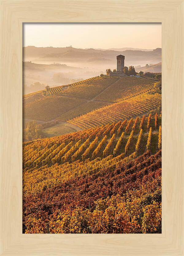 Langhe Vineyards At Golden Hour