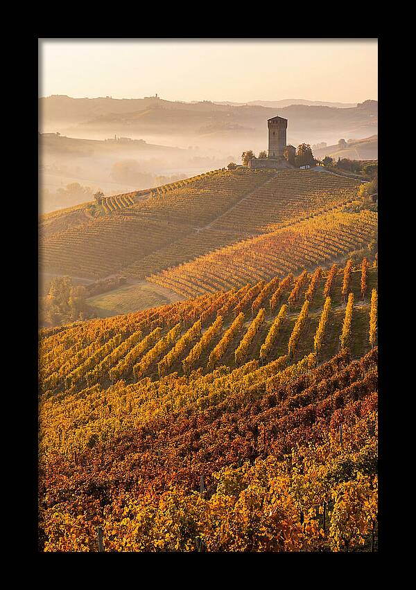 Langhe Vineyards At Golden Hour