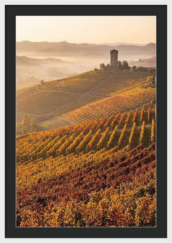 Langhe Vineyards At Golden Hour